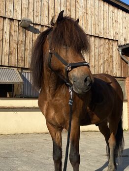 Islandpferde Wallach, Marlene von dem Bussche, Horses For Sale, Kaufungen