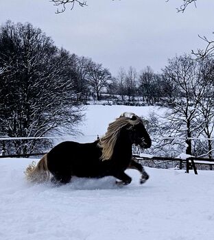 Islandpferd Wallach, Andrea Häring , Horses For Sale, Windeck