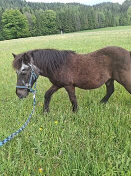 Isländer-Shettymix sucht guten Platz, Rita, Horses For Sale, Mariazell