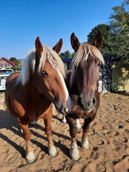 Vergebe Reitbeteiligung auf zwei Schleswiger Kaltblutstuten, Sarah, Horse Sharing, Bebertal