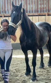 Suche eine Pflege/Reitbeteiligung für meine liebe Friesenstute Mon, Laura, Horse Sharing, Straden