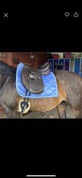Ikonic Light Dressursattel, Ikonic Light Hybrid, Maren, Dressage Saddle, Bad Harzburg 