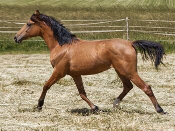 Ilkay, braunfalbe Karabaghstute Vater Sagh-ol - Zafer, Staatsgeschenk an R.T. Erdogan, Verena Scholian, Horses For Sale, Ginsheim-Gustavsburg