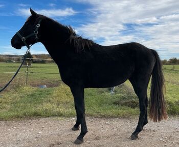 Ilusion, Jungpferd, 5 Jahre, Aziza, Horses For Sale, Eggolsheim