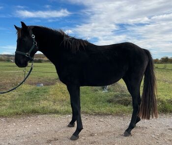 Ilusion, Jungpferd, 5 Jahre