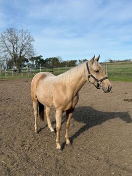 Im Not Ruf At All - Vielversprechende Quarter Horse Stute in Traumfarbe