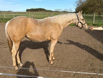 Im Not Ruf At All - Vielversprechende Quarter Horse Stute in Traumfarbe, Kerstin Rehbehn (Pferdemarketing Ost), Konie na sprzedaż, Nienburg