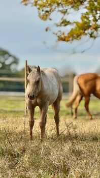 Im Not Ruf At All - Vielversprechende Quarter Horse Stute in Traumfarbe