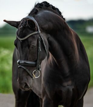 Impressive stallion, Imad, Konie na sprzedaż, Den Bommel