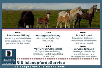 Importservice Islandpferde
