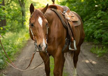 Beeindruckender Quarter Horse Lehrmeister mit Herz und Reining-Ausbildung