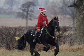 incredible Personality & Pedigree Dream Friesian Gelding For Sale., Fon , Horses For Sale, Glasgow