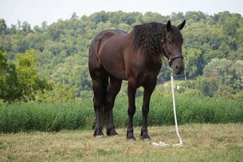 Incredibly Versatile 6 yo Black Friesian X QH Gelding, julijohnson, Konie na sprzedaż, London
