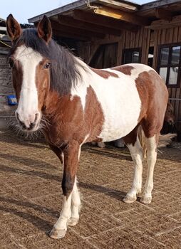 Indianer Pferd Stute 7 Jahre
