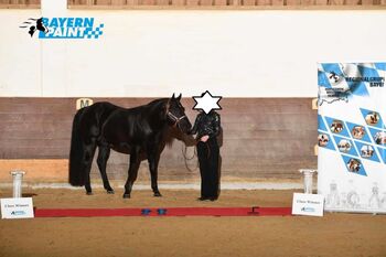 Indien Dela Lande - bildschöner Paint Horse Wallach mit Herz, Charakter und Potenzial