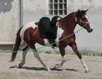 Indianer Pferd Stute 7 Jahre, Wirth Claudia , Horses For Sale, Nittenau