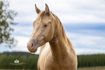 Infinit Moonshine RR - American Quarter Horse, Hengst, 3 Jahre, Classic Champagne, WOW Pferd  (WOW Pferd), Pferd kaufen, Bayern - Attenkirchen