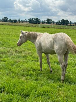 Wahnsinnig lieber Quarter Horse Hengst in toller Farbe