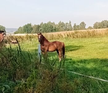 Schicker 11 jähriger Wallach, Beate F., Konie na sprzedaż, Seesen