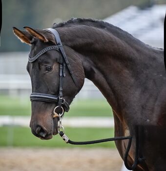 Interessanter bald 5-Jähriger CH-Wallach mit TOP Charakter