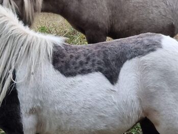Interessante Jungstute Partbred Shetty