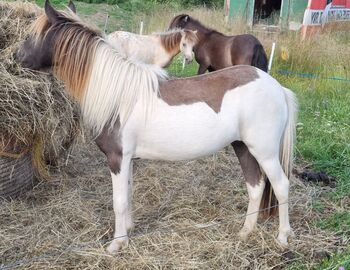 Interessante Jungstute Partbred Shetty, Nadine  (Shettyzucht Frechdachs ), Pferd kaufen, Heringen