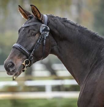 Interessanter 4 Jähriger CH-Wallach mit TOP Charakter, Beatrice Matos, Horses For Sale, Illhart