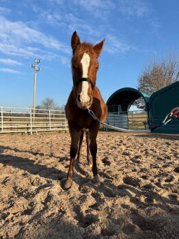 Interessant gezogener, korrekter Quarter Horse Jährling