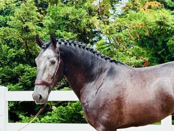 Interessanter Lusitano Wallach