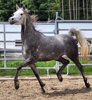 Interessante Jungstute