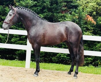 Interessanter Lusitano Wallach, ISPA - Iberische Sportpferde Agentur (ISPA - Iberische Sportpferde Agentur), Konie na sprzedaż, Bedburg