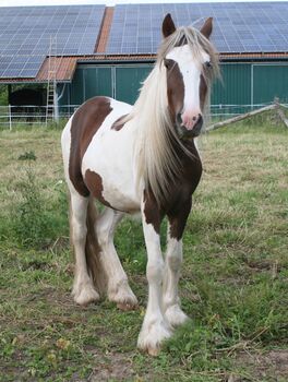 Irish Cob Achatschecke Dunkelfuchs mit Ink-Spot´s 2 J., Tina, Horses For Sale, Calden