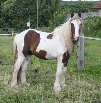 Irish Cob Achatschecke Dunkelfuchs mit Ink-Spot´s 2 J.