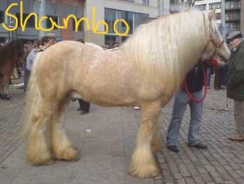 Irish Cob Achatschecke Dunkelfuchs mit Ink-Spot´s 2 J.