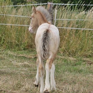 Irish Cob Bucksin Blanket Spotted 2 J.