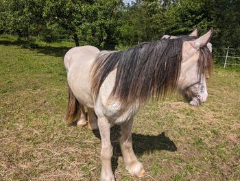 Irish Cob Bucksin Blanket Spotted 2 J., Tina, Horses For Sale, Calden
