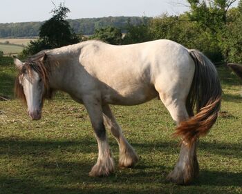 Irish Cob Buckskin Blanket Spotted 2 J.