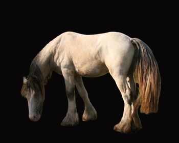 Irish Cob Buckskin Blanket Spotted 2,5 J., Tina, Pferd kaufen, Calden