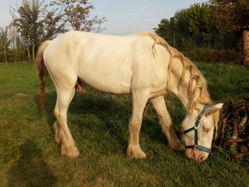 Irish Cob Cremello 4-jährig eingeritten, Nikol Steincke , Horses For Sale, Nagyszokoly 