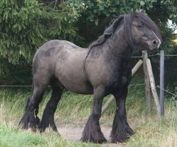 Irish Cob tricolour Jährling Hengstanwärter