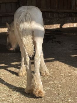 Irish Cob Stutfohlen
