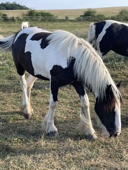 Irish Cob Stutfohlen