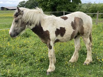 Irish Cob Hengst Jährling