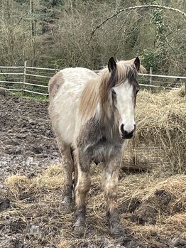 Irish Cob Hengst
