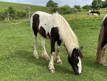 Irish Cob Hengst, Verena Amacker, Pferd kaufen, Genevrey