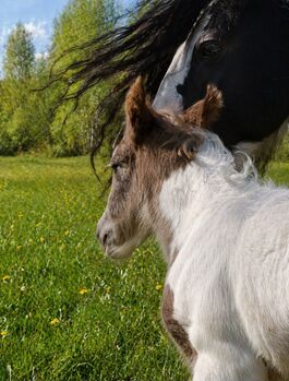 Irish Cob Silver Dapple Hengstfohlen Tinker