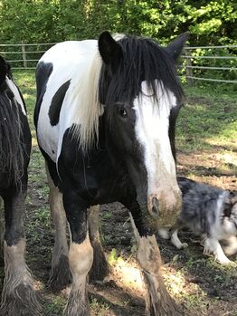 Irish Cob Hengst, 6 Jahre