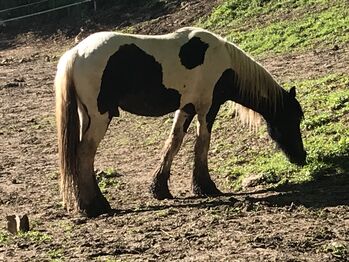 Irish Cob Hengst, 6 Jahre