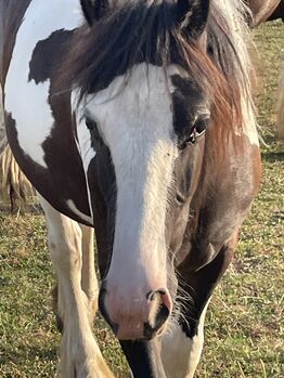 Irish Cob Stutfohlen in black Tobiano, Verena Amacker, Pferd kaufen, Genevrey