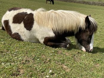 Irish Cob Stutfohlen